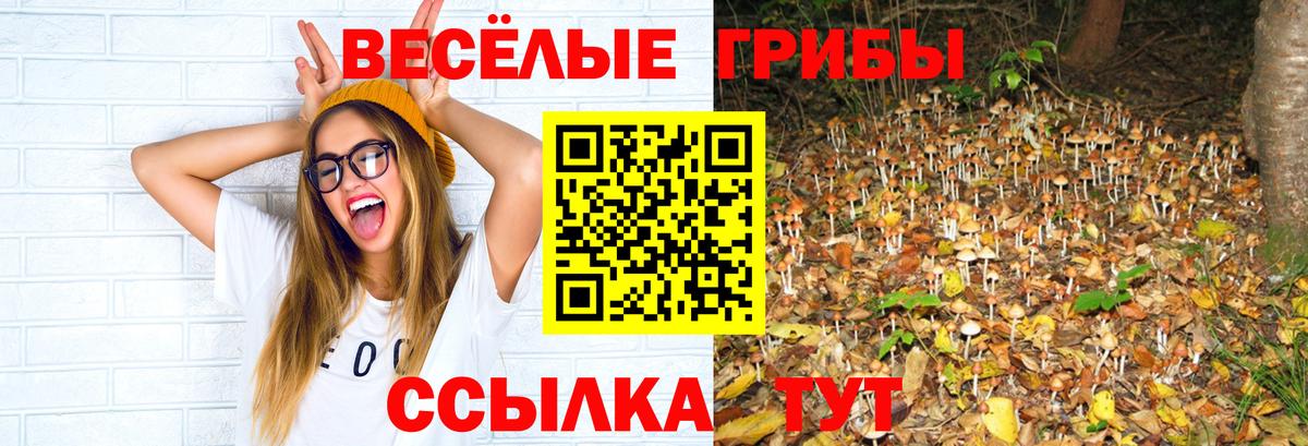 Псилоцибиновые грибы Cubensis Дзержинский